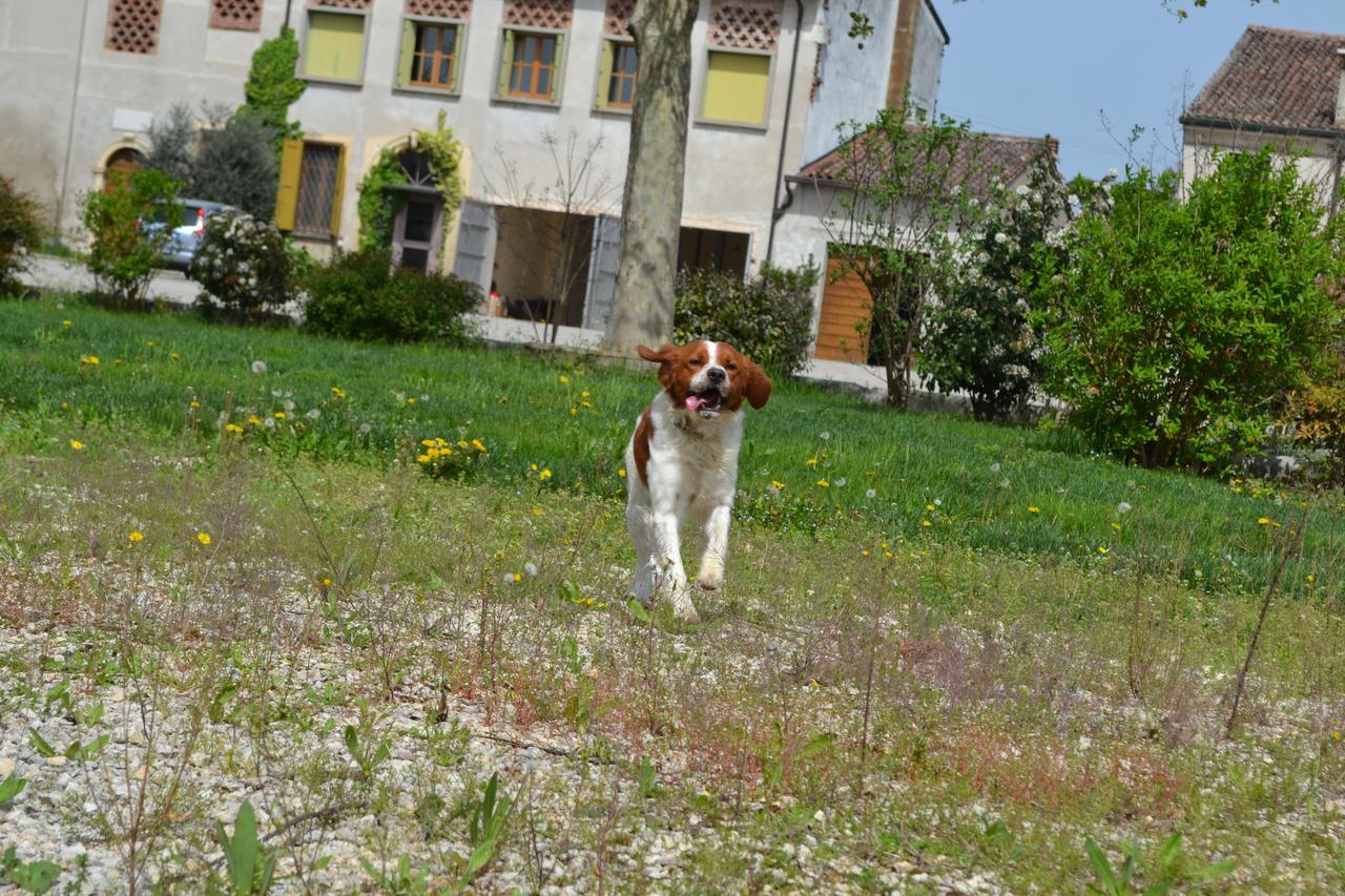 Agriturismo Otto Ducati D'Oro Isola della Scala Kültér fotó